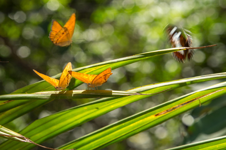 Beautiful butterfly in nature with bokeh Backgrounds. Pang Sida national park. Sa Kaeo Province,...