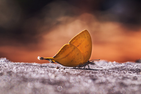 Beautiful butterfly in nature with bokeh Backgrounds. Pang Sida national park. Sa Kaeo Province, Thailand.の写真素材