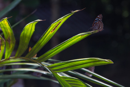 Butterfly - Blue Glassy Tiger close-up in nature with bokeh Backgrounds. Pang Sida national park. Sa Kaeo Province, Thailand.の写真素材