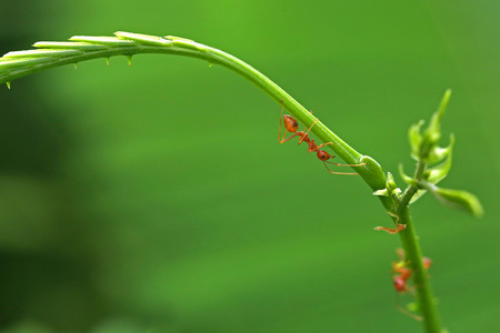 closed up Red ant walk on Top Acacia plantの写真素材