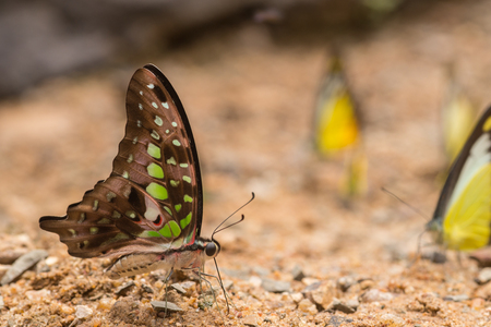 Butterfly on the groundの写真素材