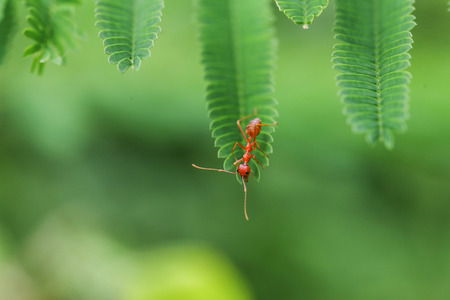 closed up Red ant walk on Top Acacia plantの写真素材