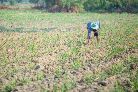 farmer holding spade working in fieldの写真素材