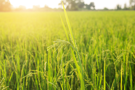 Close up of rice field Sunshine , rice field thailandの写真素材