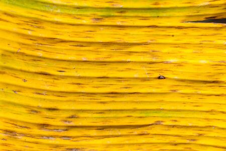 Closeup of yellow old banana leaf texture abstract backgroundの写真素材