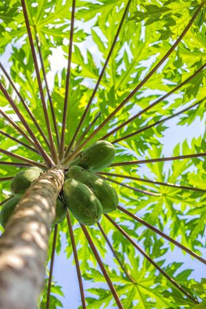 fresh green papaya on tree with fruits on blue sky