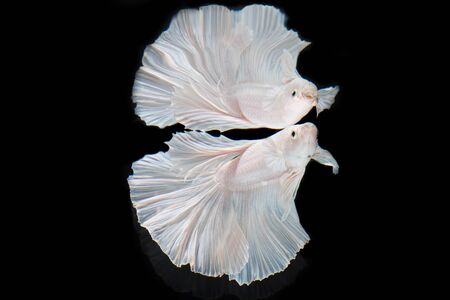 Closeup Beautiful action halfmoon betta fish,Betta Siamese fighting fish in thailand on black background.の写真素材