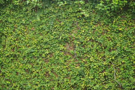 Closeup the Green Plant on the Wall for textured background