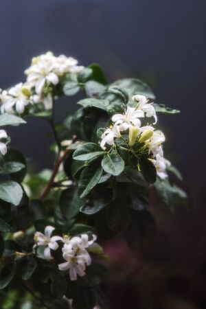 Close up white flowers of  Murraya paniculata or Orange Jessamine In the morningの写真素材