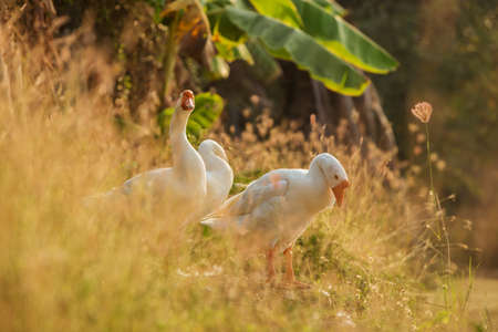 White geese the rest and cleaning plumage after bathing on grass at sunset.の写真素材