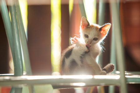 Cute white kitten under a chair in the morning sunの写真素材