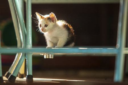Cute white kitten under a chair in the morning sunの写真素材