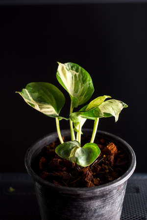 Epipremnum Aureum Manjula in pot on the black backgroundの写真素材