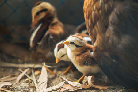 Close-up of chick or little chickens with hen in a chicken coop.の写真素材