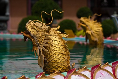 dragon fishの写真素材