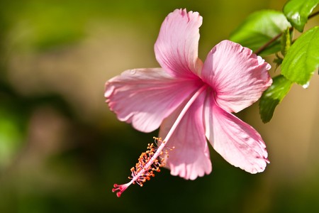 tropical flowerの写真素材