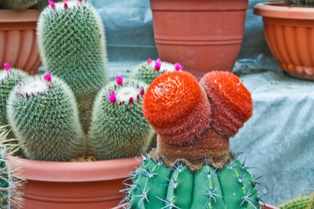 cactusの写真素材