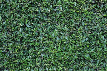 Natural green leaf wall, eco friendly background