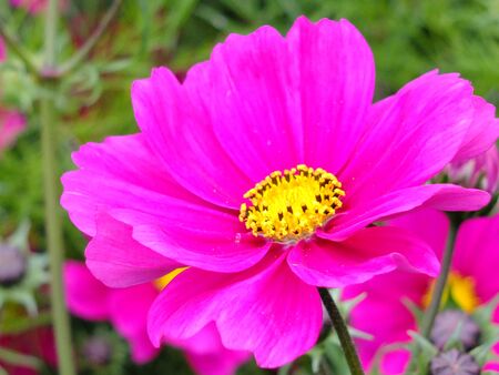 Pink flowers on the high mountainsの写真素材