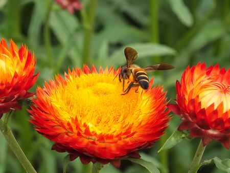 Red and yellow flowers, pollen in the middle of the flowers, pollinating bees and background leaves and stems.の写真素材