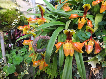 The orange Nepenthes plant has green leaves and long leaves.の写真素材