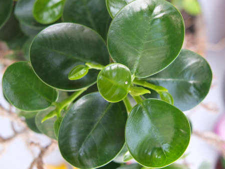 The green leaves are layered with brown branches below.の写真素材