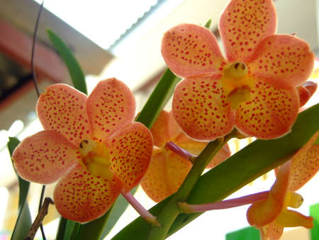 Orange orchids have reddish stripes with green stalks and leaves.の写真素材