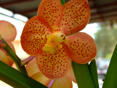 Orange orchids have reddish stripes with green stalks and leaves.の写真素材
