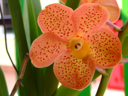 Orange orchids have reddish stripes with green stalks and leaves.の写真素材