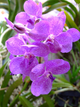 Purple orchids bloom in a middle color, white with green stalks and leaves.の写真素材