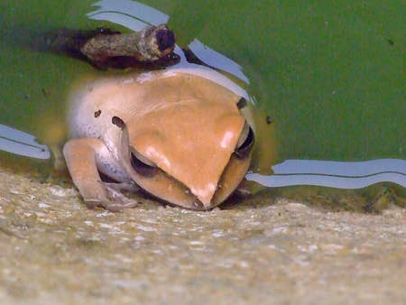 Yellow frog in a green pondの写真素材