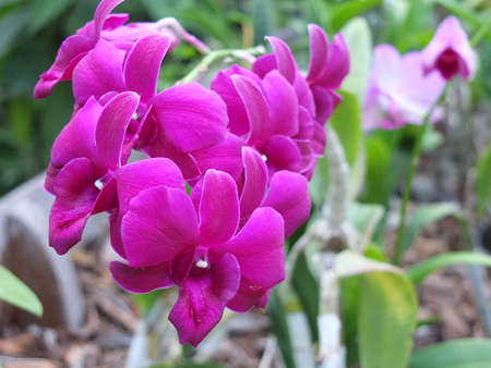 Purple orchids with a garden as a background imageの写真素材