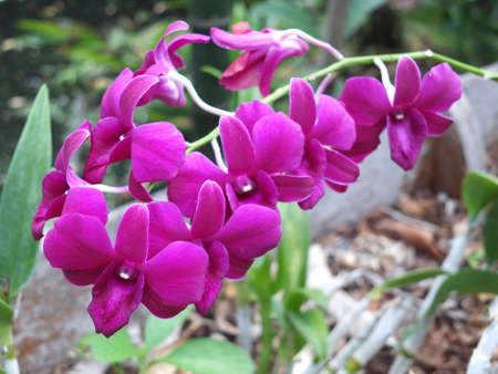 Purple orchids with a garden as a background imageの写真素材