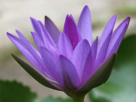 Purple water lilies bloom with drops of water.の写真素材