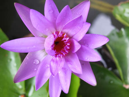Purple water lilies bloom with drops of water.の写真素材