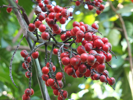 The betel trees are red, arranged in groups with green stalks.の写真素材