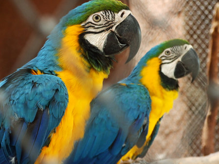 Macaw parrot, colorful, cute, adorable to petの写真素材
