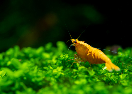 Sunkist orange yellow dwarf shrimp on green grass or aquatic mossの写真素材