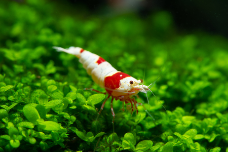 Red bee shrimp stay on grass or aquatic moss with dark and green backgroundの写真素材