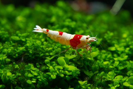 Red bee shrimp stay on grass or aquatic moss with dark and green backgroundの写真素材