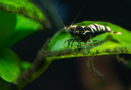 Black galaxy pinto shrimp on aquatic leaves with dark and green backgroundの写真素材