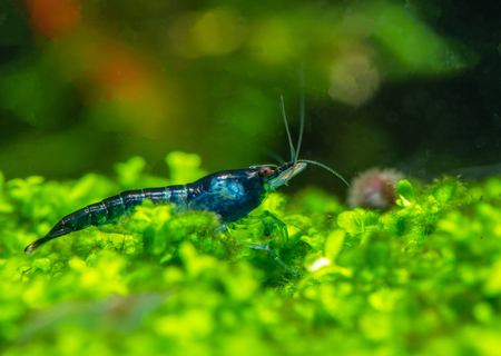 Dark blue cherry dwarf shrimp stay on leafs of aquatic plants with green backgroundの写真素材
