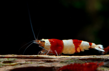Red bee dwarf shrimp stay on timber decorationの写真素材