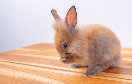 Cute little brown bunny or rabbit stay on wood table with white backgroundの写真素材