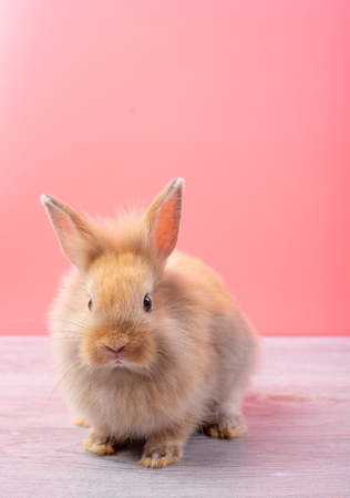Small light brown rabbit look at camera and stay on gray wood table with pink backgroundの写真素材