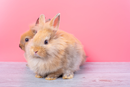 Couple small light brown cute bunny rabbits stay on gray wood table with pink backgroundの写真素材