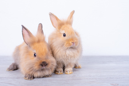 Couple small light brown rabbits stay on gray wood table with white backgroundの写真素材