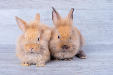 Two little bunny rabbits stay on gray wooden pattern background with different positions;の写真素材