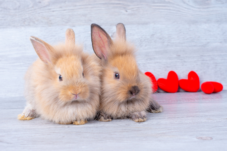 Couple small light brown bunny rabbits on gray background in valentine's theme with mini heart behind themの写真素材