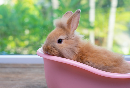 Cute small light brown bunny rabbit stay inside pink bathtub on wood table with green nature backgroundの写真素材